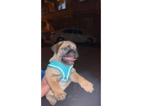 Orjinal pug yavru 2 aylık erkek