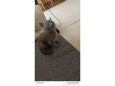 Erkek british shorthair