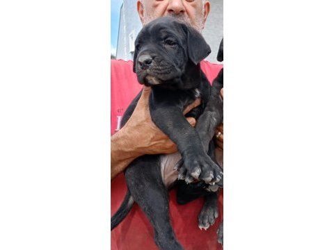Cane corso safkan ırk garantili