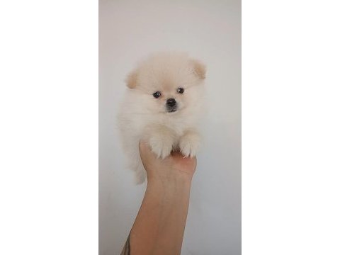 Pomeranian boo erkek