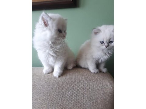 Anne sütü ile büyüyen 2 erkek bir dişi ragdoll yavrular