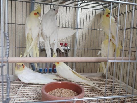 2023 bilezikli yerli sultan papağanı yavrular