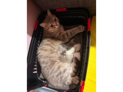 British shorthair ve scottish fold yavrular