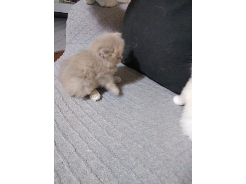 British longhair bebişler