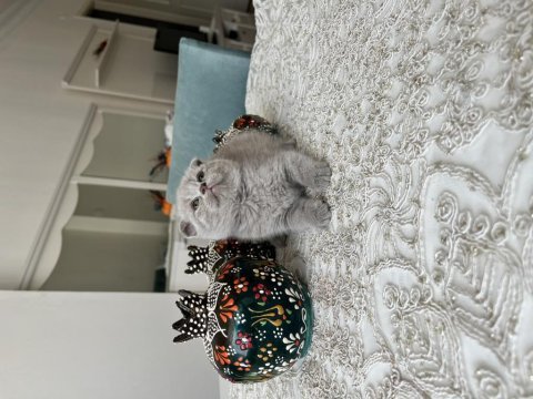 Sağlıklı oyuncu evde büyüyen scottish fold yavrular