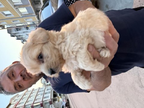 Orjinal sağlık ve ırk garantili maltipoo