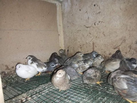 Çin bıldırcın sahiplendirme ve kuluçkalık yumurtası