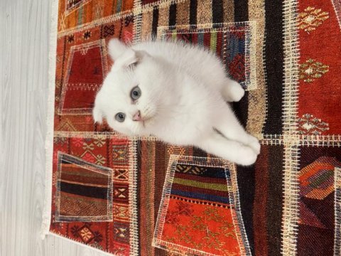 Son kalan scottish fold yavrum 65 günlük uygun