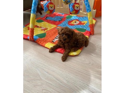 Toy poodle ev ortamında orjinal