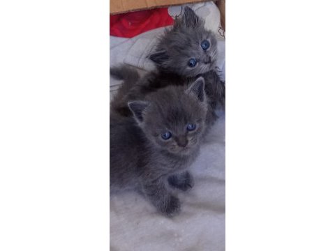 British shorthair yavrular