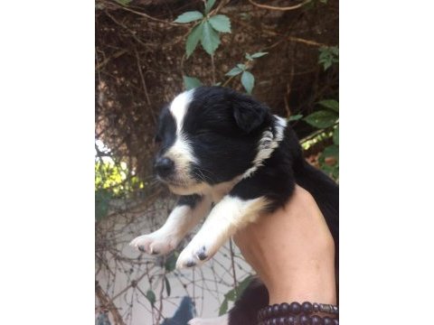 Zeka küpü border collie yavrularım