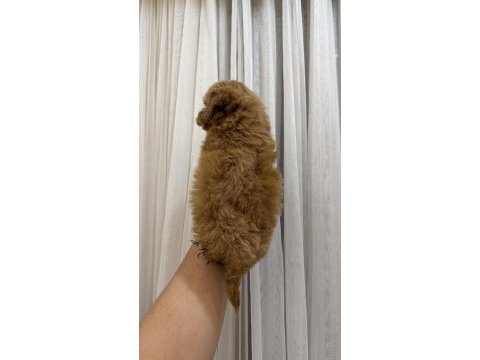 Teacup kore maltipoo yavrusu