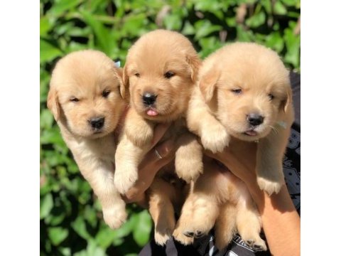Golden retriever yavrularımız