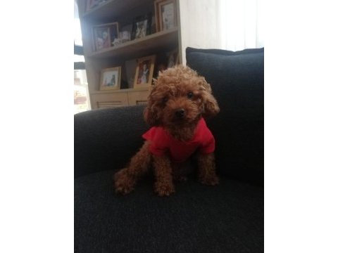 Toy poodle köpeğimiz