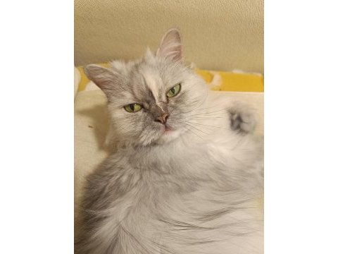 İran kedisi cinsi ücretsiz