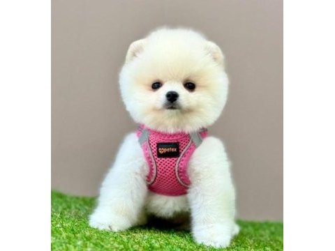 Sevimli pomeranian boo yavrularımız