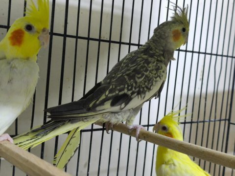 Sultan papağanı erkek
