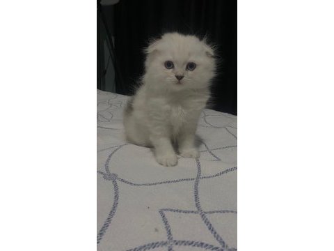Scottish fold