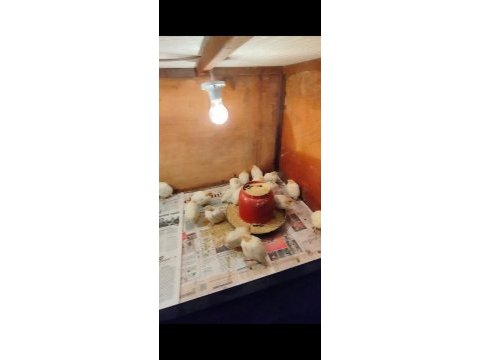 Teksas bıldırcın 22 günlük