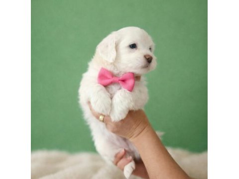 Teacup maltese bebişler