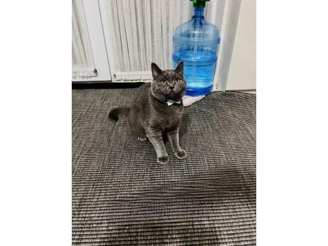 Kedimize güvenilir yuva arıyoruz