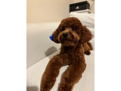 Sevgi ile bakılan toy ve teacup (bardak) boy poodle