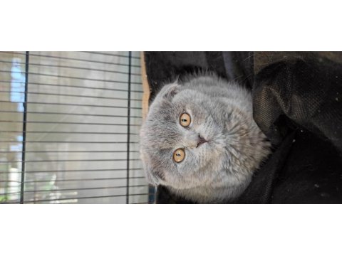 Scottish fold yavru