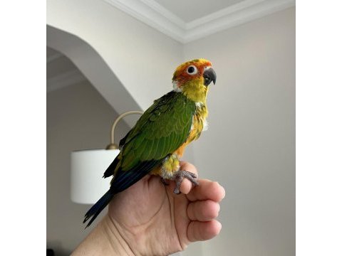 Jenday konur papağanı el besleme