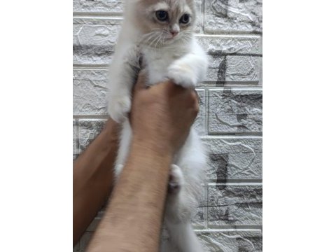 Safkan blue golden british shorthair