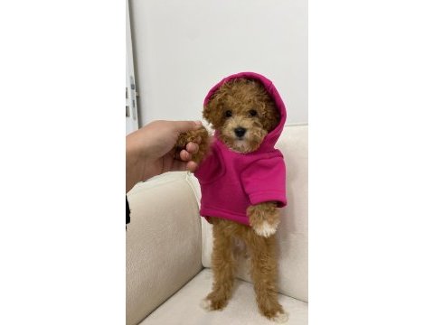 6 aylık maltipoo çok uygun fiyata