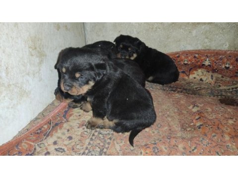 Yavru rottweiler