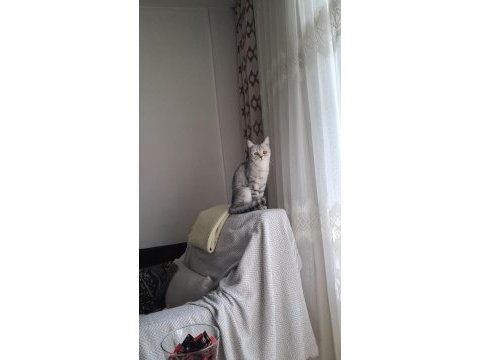 Sahiplendirme kedimiz