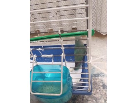 Sahibinden satılık sevda papağanı yavru