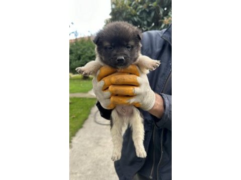 Amerikan akita yavrularım