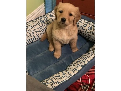 Golden retriever baby face