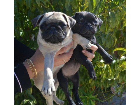 İki aylık pug yavrularım teslime hazır