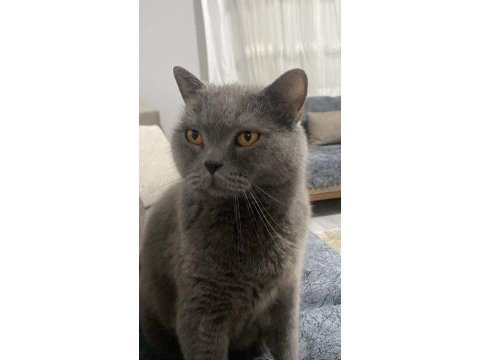 6 yaşında kısır erkek british