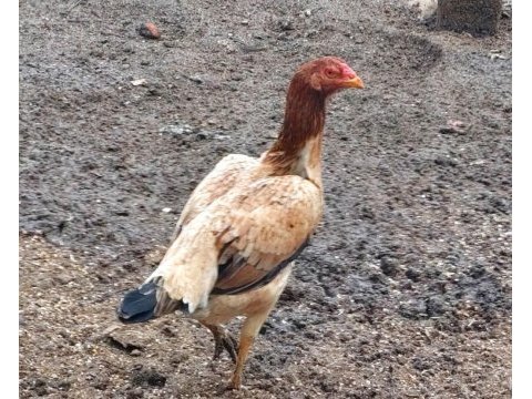 Kendi üretimim kümes hayvanları