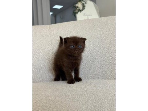 Chocolate scottish fold yavrumuz