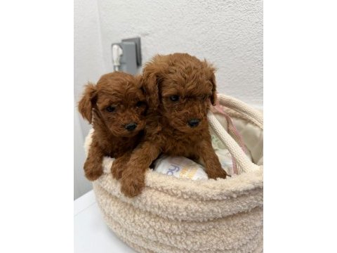 Üst kalitede toy poodle yavrular sakarya