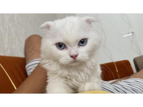 Bulunması zor ırk scottish fold