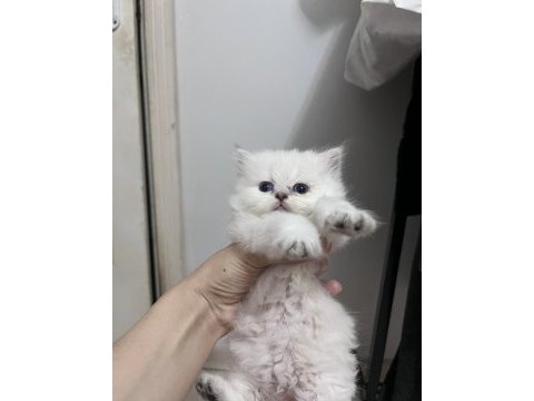 British longhair erkek (açıklamayı okuyunuz)