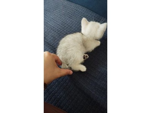 Türkiyede olmayan cins british shorthair