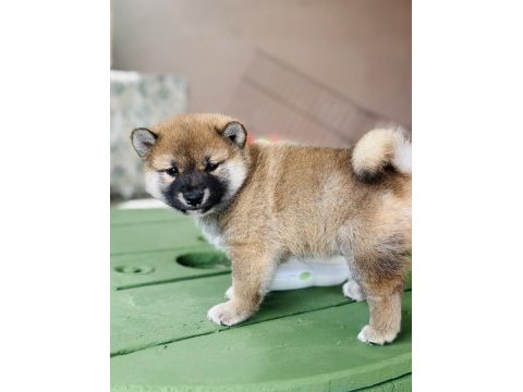 Shiba inu yavrular tr üretimi