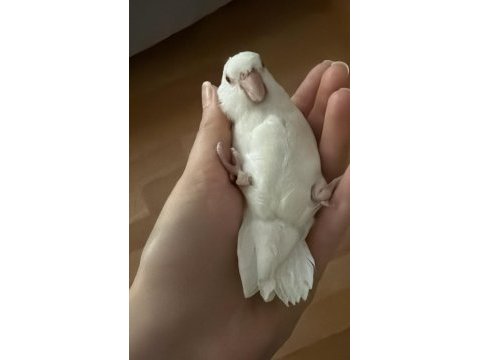 Oyuncu forpus papağanı