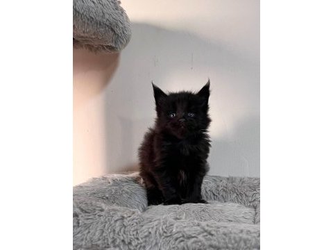 Xxl black and white maine coon yavruları şecereli