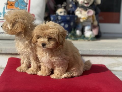 Show kalite ziyarete açık maltipoo yavrularımız