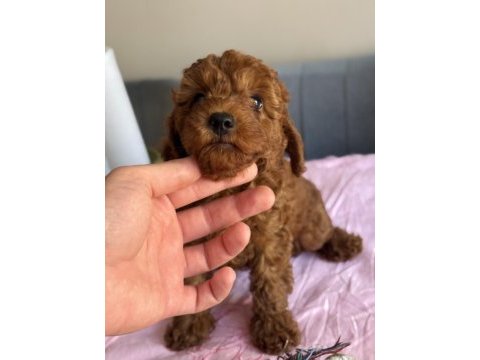 Harika kalitede toy poodle bebekler
