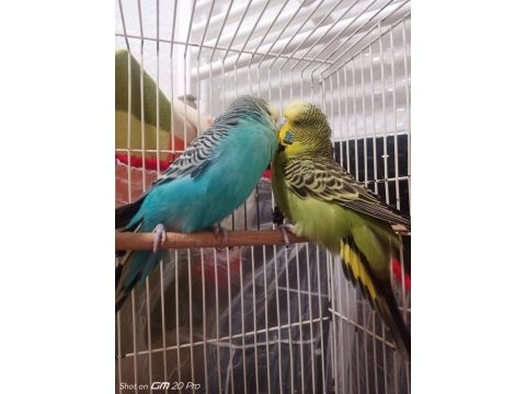 Jumbo ve show muhabbet kuşu toplu herşeyi ile verilicektir