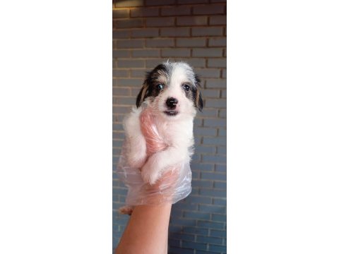 Erkek terrier cinsi